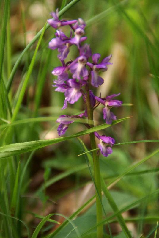 Unser Orchideenpark Bild Nr.094